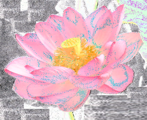 Datei:Lotus.png